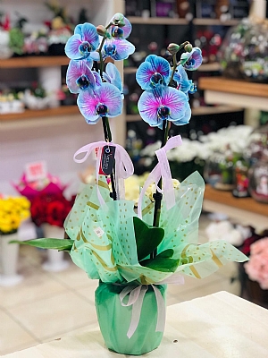 Pembe Mavi Orkide Özel Renk
